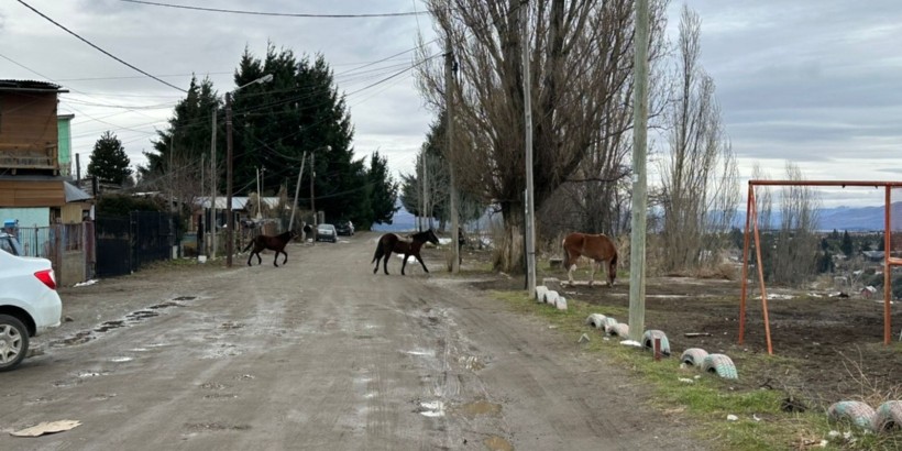 "Un caballo asustado puede atropellar a una persona", sostuvieron desde la Junta Vecinal.