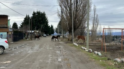 "Un caballo asustado puede atropellar a una persona", sostuvieron desde la Junta Vecinal.